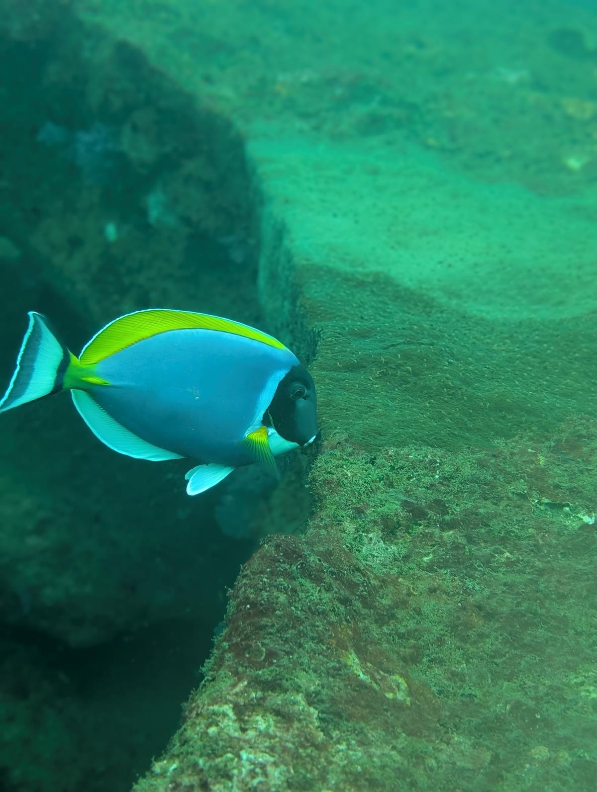 Divemaster Training